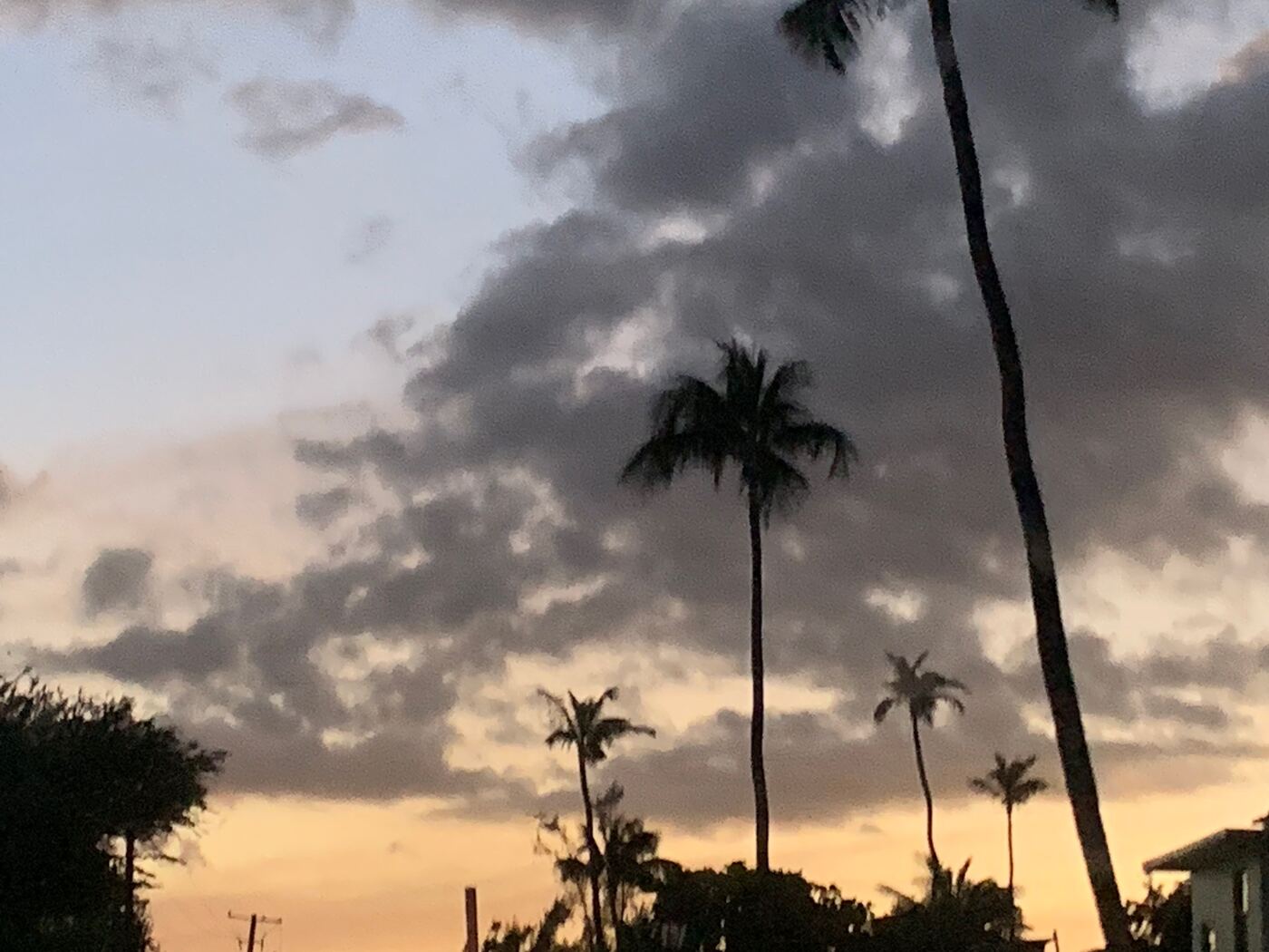 Palms at dusk, Puerto Rico