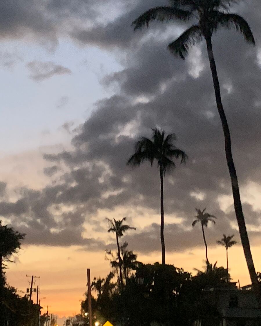 Palms at dusk, Puerto Rico